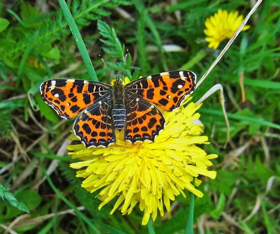 Landkärtchen im Frühjahr Foto & Bild natur, insekten, tiere Bilder