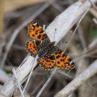 Landkärtchen im Frühjahrsgewand