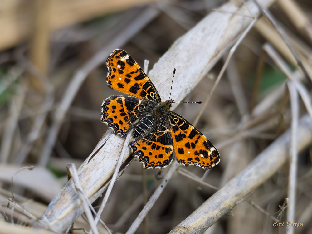 Landkärtchen im Frühjahrsgewand