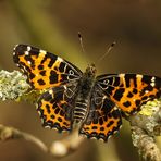 ....Landkärtchen im Frühling....