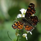 Landkärtchen im Frühling