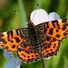 Landkärtchen im Frühlingskleid