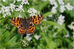 Landkärtchen im Frühlingskleid