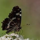 Landkärtchen im Juli