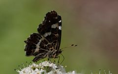 Landkärtchen im Juli