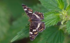 Landkärtchen im Juli