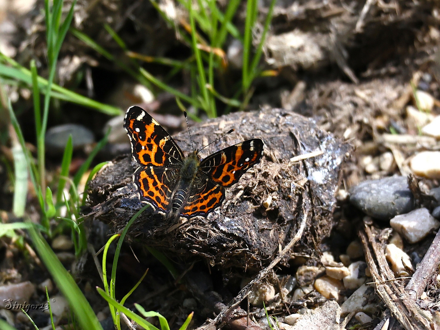 Landkärtchen im Mai