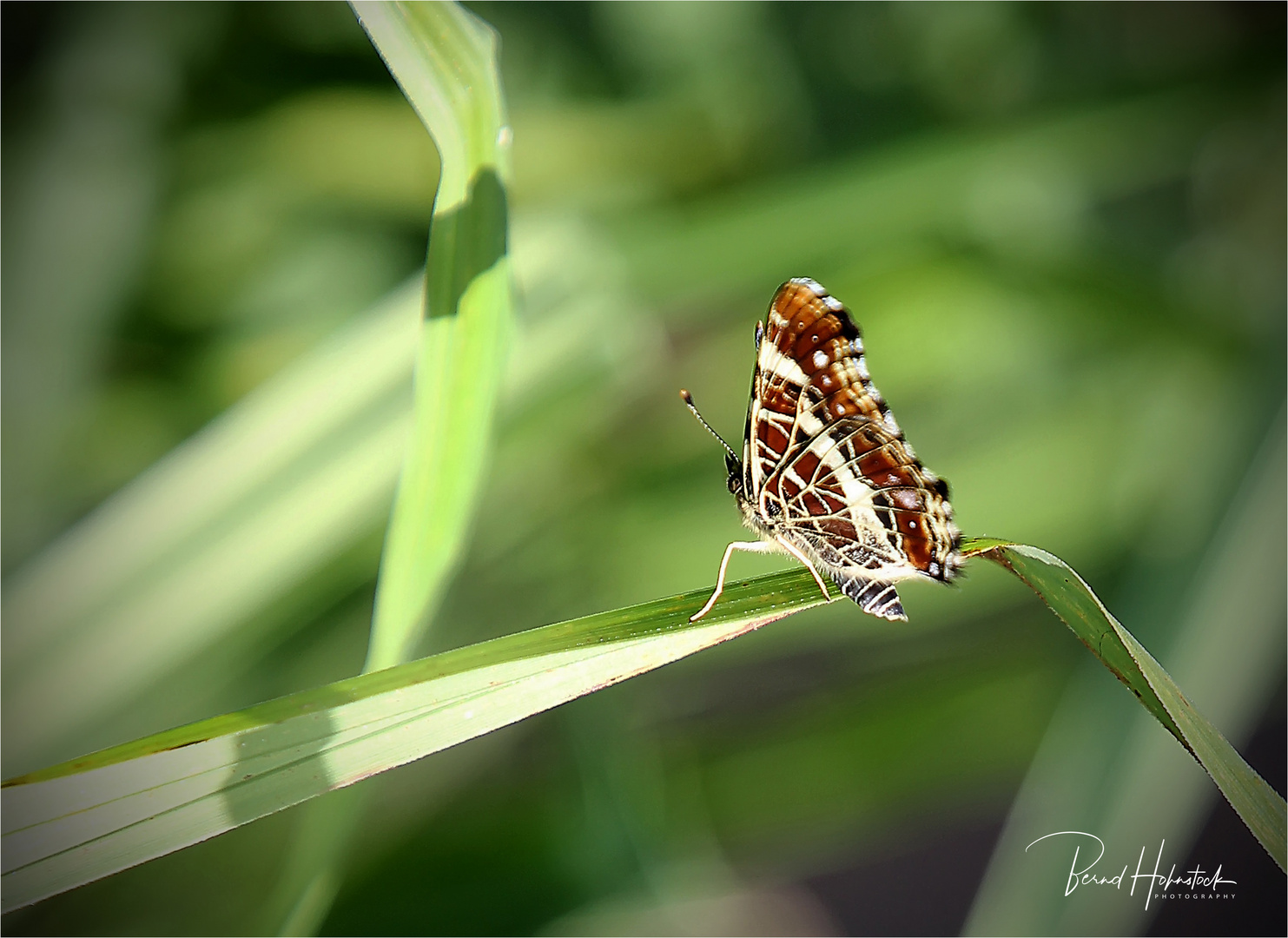  Landkärtchen ... im Naturpark Schwalm-Nette 