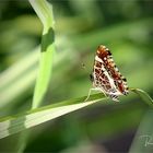  Landkärtchen ... im Naturpark Schwalm-Nette 