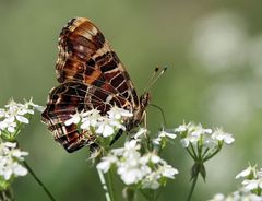 Landkärtchen im Profil