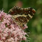 Landkärtchen im Sommer 2002