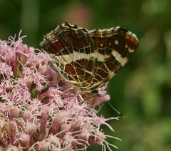 Landkärtchen im Sommer 2002