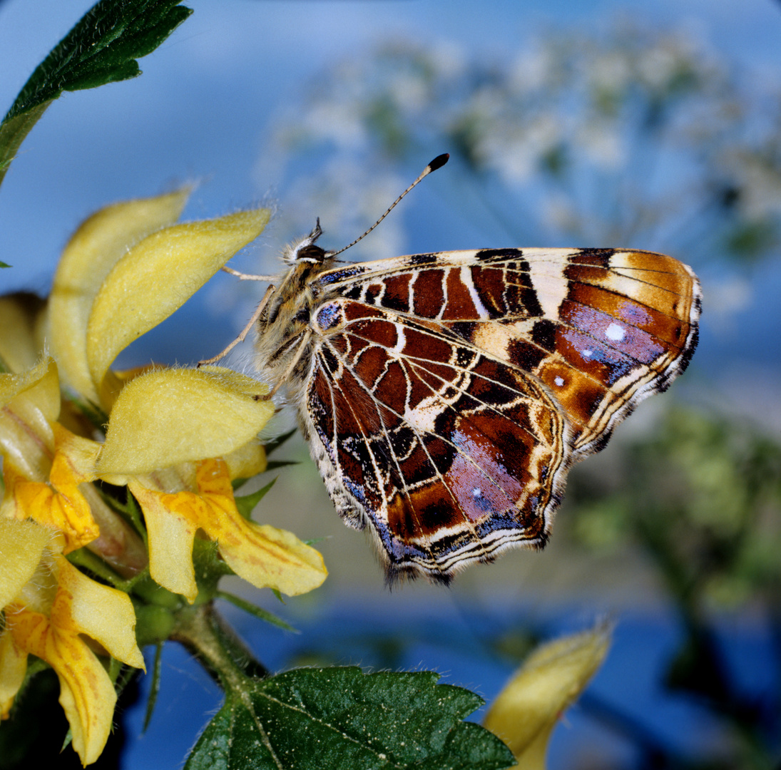 Landkärtchen, Map butterfly, Frühlingsgeneration, Falterunterseite Foto