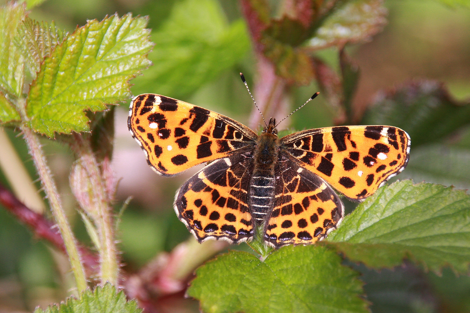 Landkärtchen or The Map (Araschnia levana f. levana)