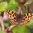 Landkärtchen or The Map (Araschnia levana f. levana)