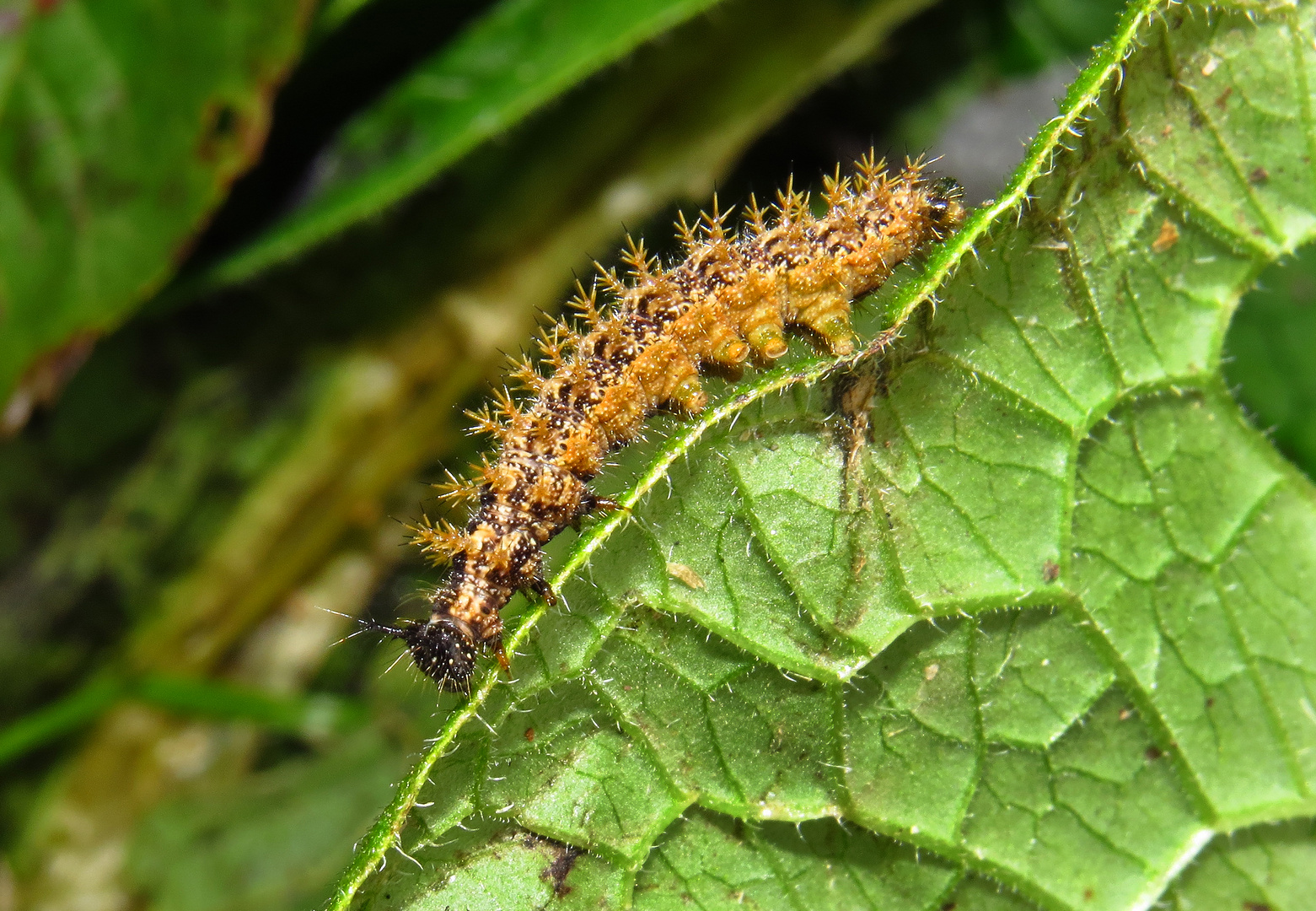 Landkärtchen-Raupe, Farbvariante 