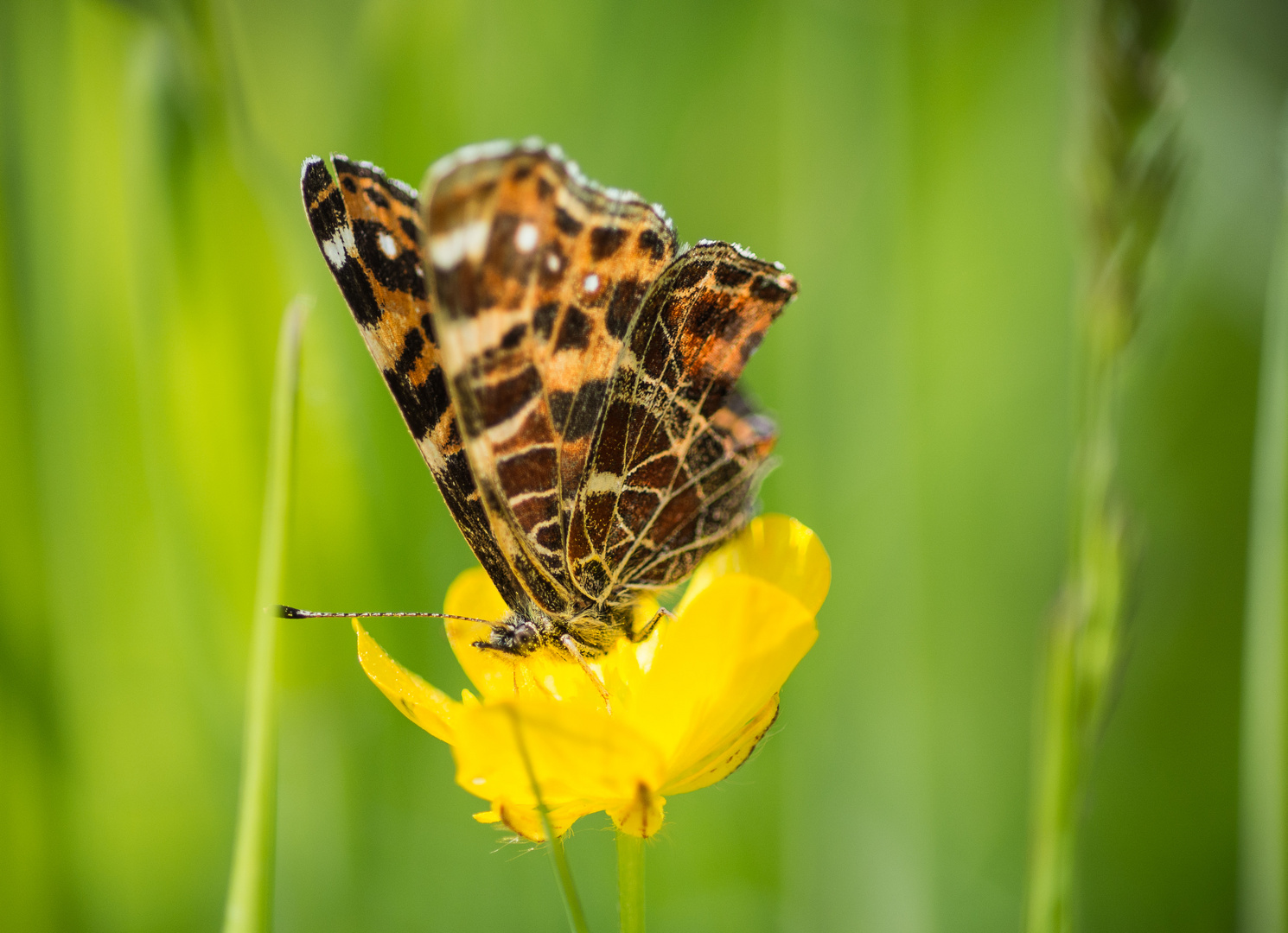 Landkärtchen - Schmetterling