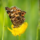 Landkärtchen - Schmetterling