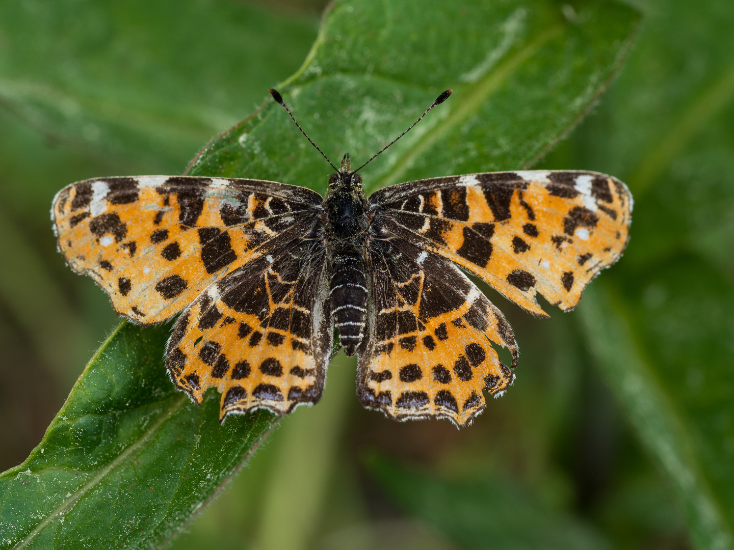 Landkärtchen - Schnmetterling