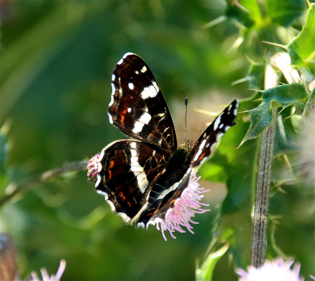 Landkärtchen-Sommer