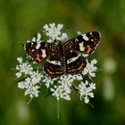 Landkärtchen / Sommer