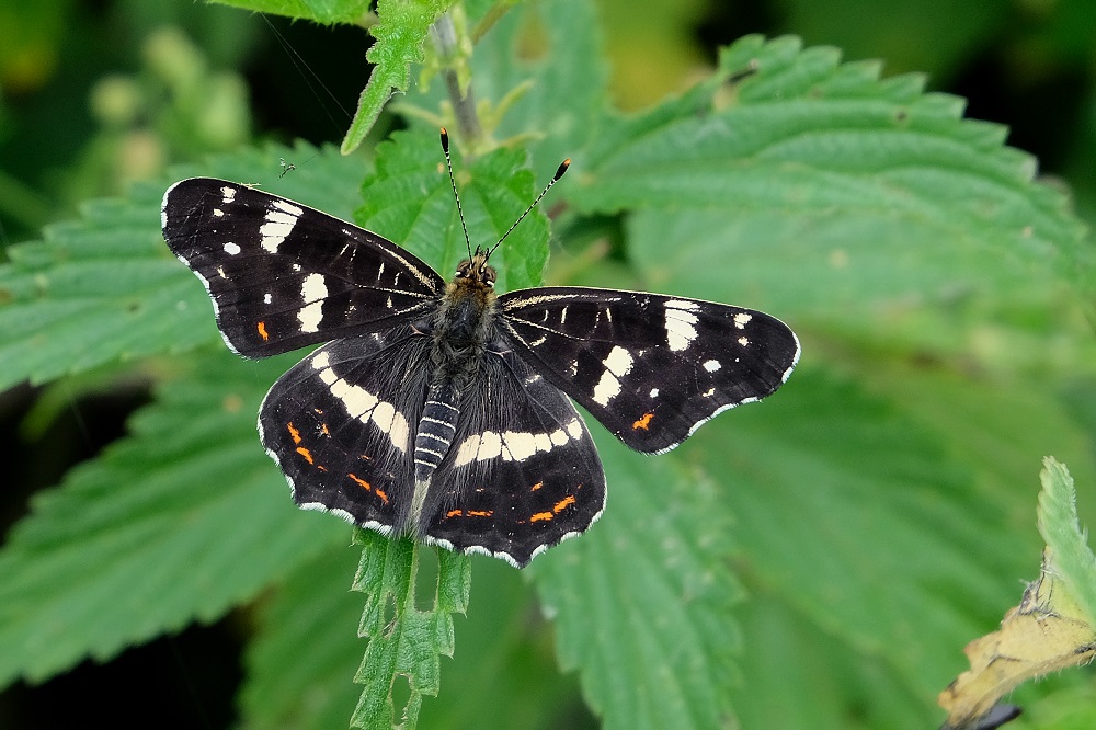 Landkärtchen Sommerform