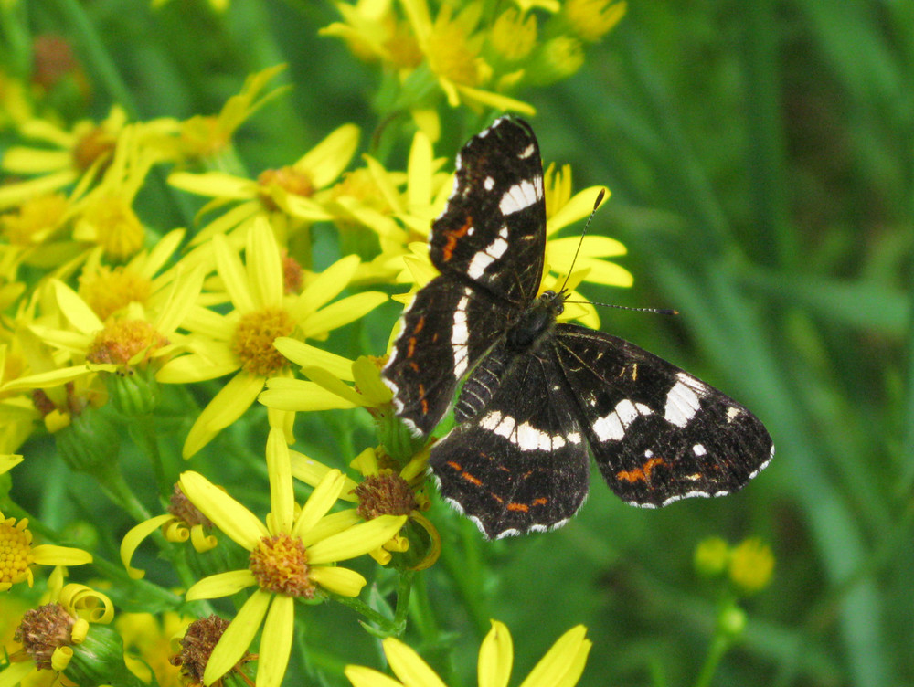 Landkärtchen Sommerform