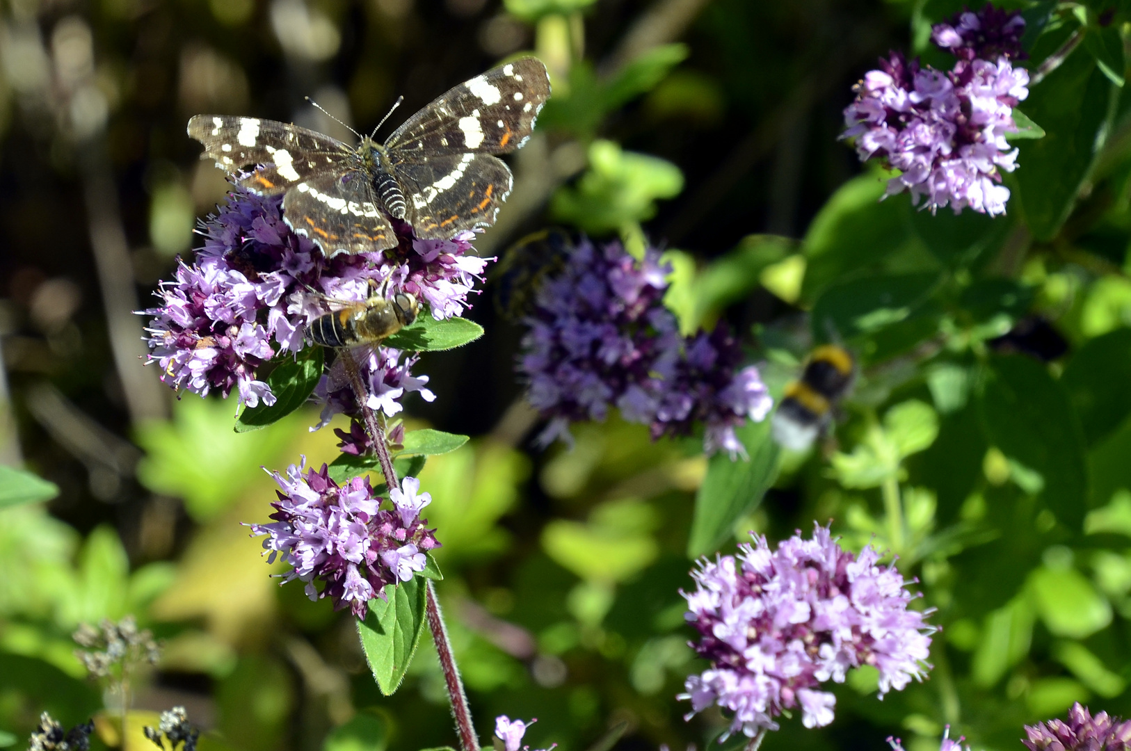 Landkärtchen, Sommerform (Araschnia levana f. prorsa) 2