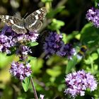 Landkärtchen, Sommerform (Araschnia levana f. prorsa) 2