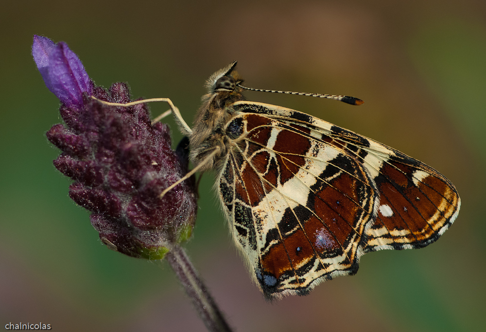 Landkärtchen, Sommerform