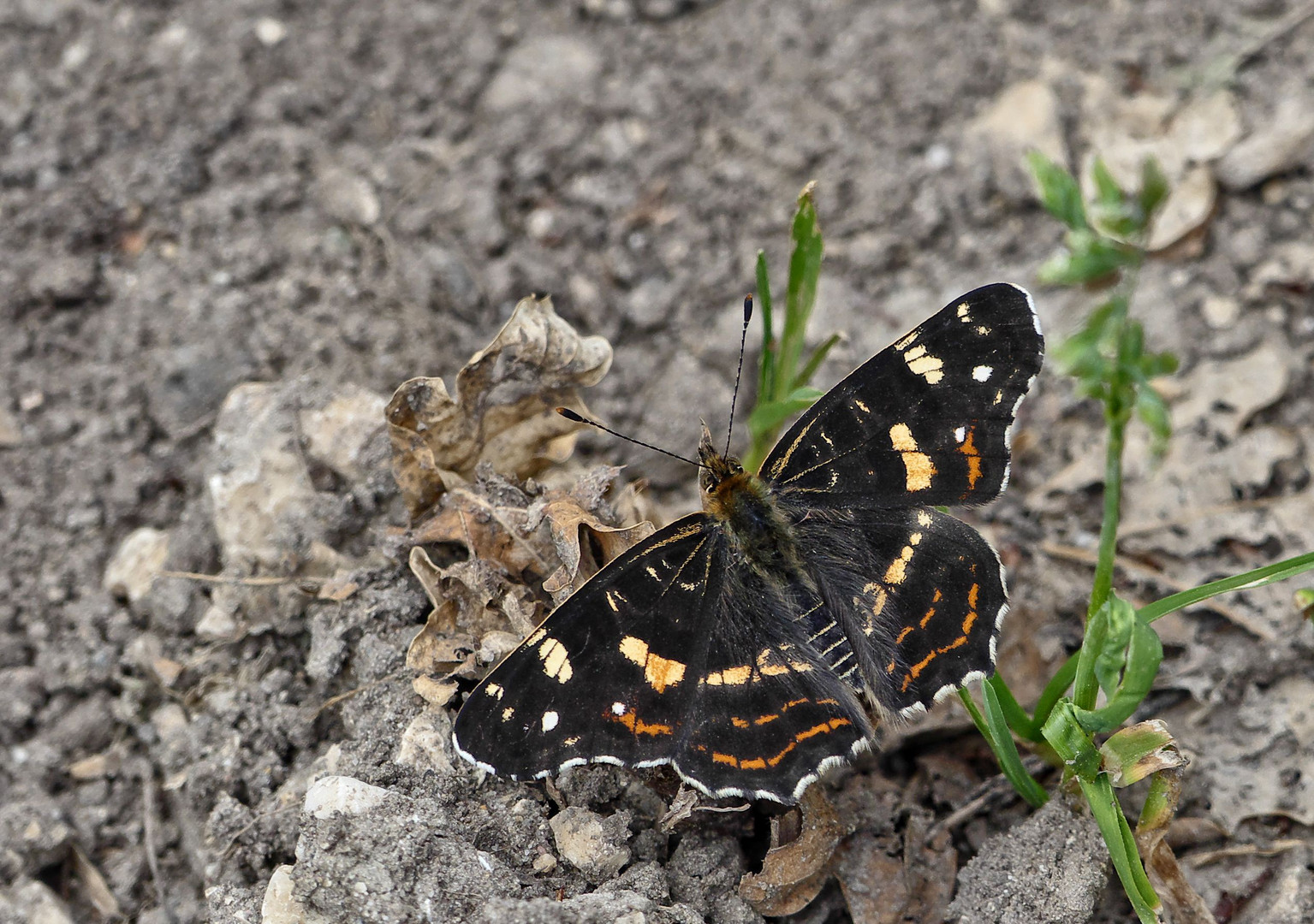 Landkärtchen (Sommerform)