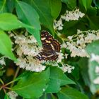 Landkärtchen - Sommerform im Garten