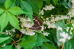 Landkärtchen - Sommerform im Garten