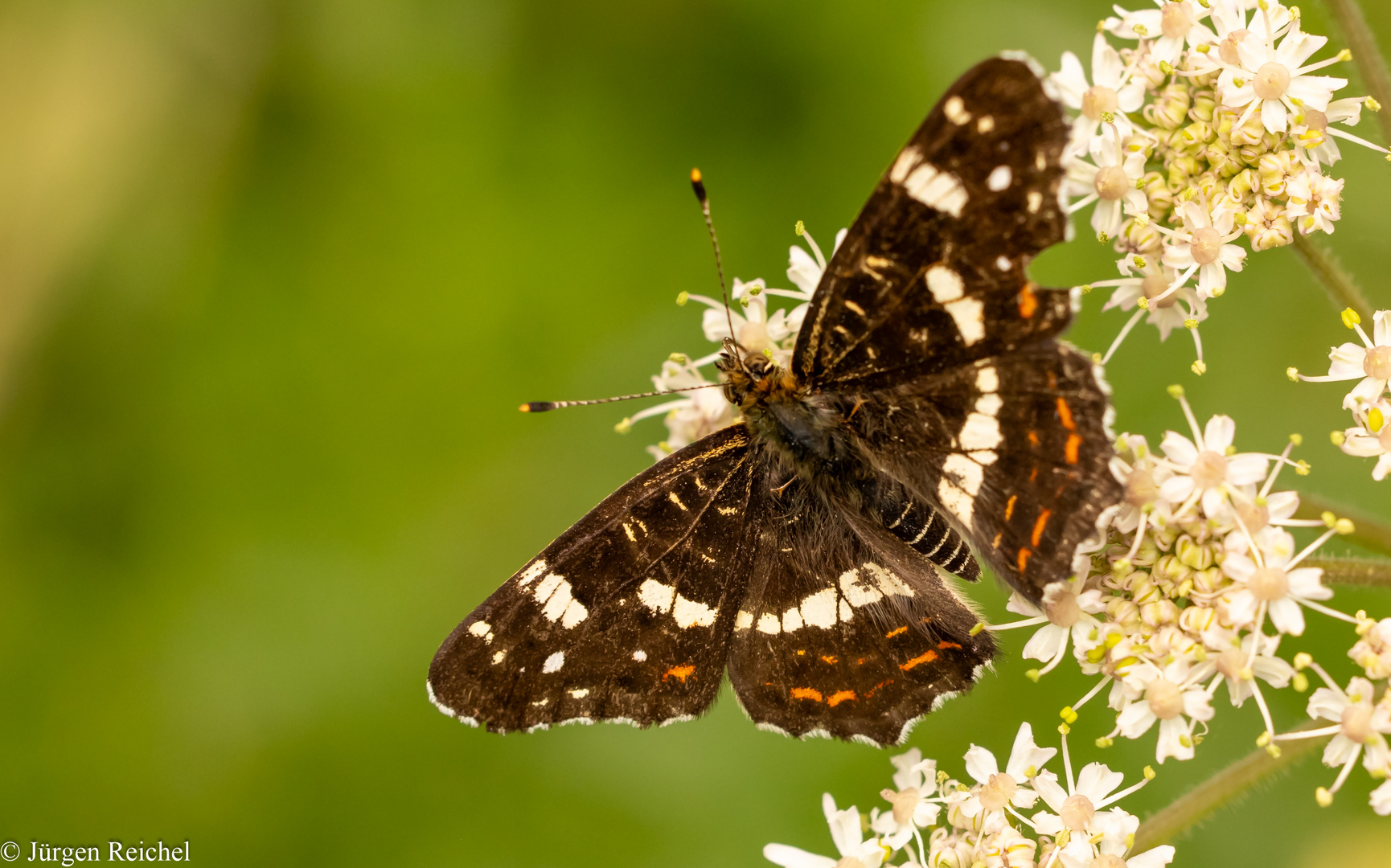 Landkärtchen Sommerg. ( Araschnia levana f. prorsa )