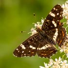 Landkärtchen Sommerg. ( Araschnia levana f. prorsa )