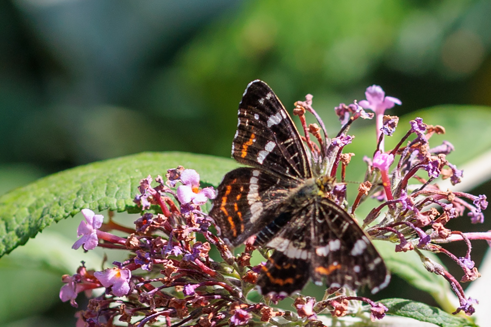 Landkärtchen Sommergeneration (Aaraschnia levana)