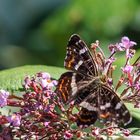 Landkärtchen Sommergeneration (Aaraschnia levana)