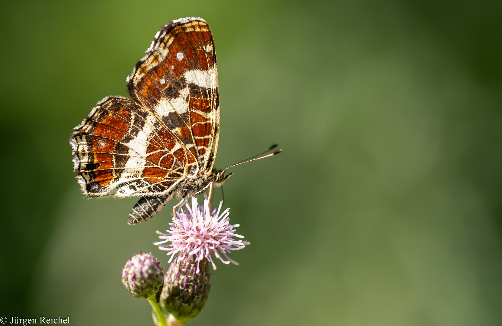 Landkärtchen Sommergeneration ( Araschnia levana f. prorsa  )