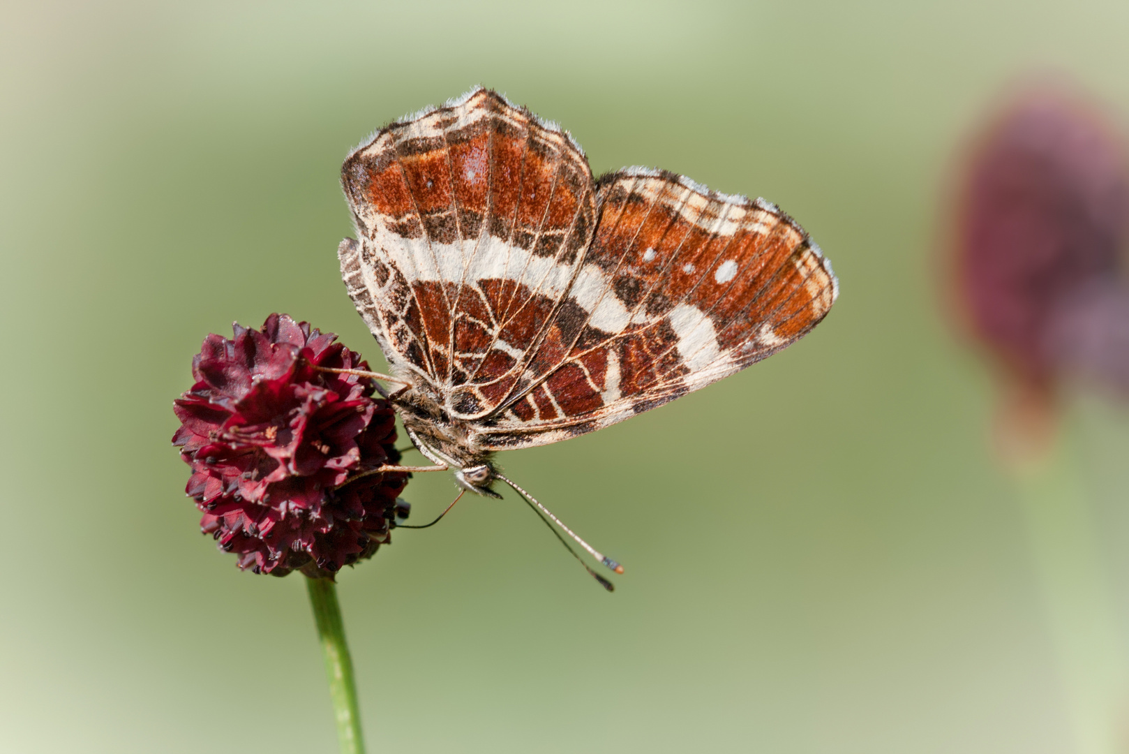 landkärtchen sommergeneration