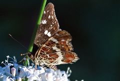 Landkärtchen, Sommergeneration?