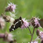 Landkärtchen und Brauner Waldvogel.