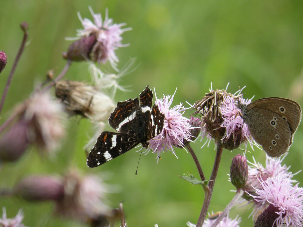 Landkärtchen und Brauner Waldvogel.