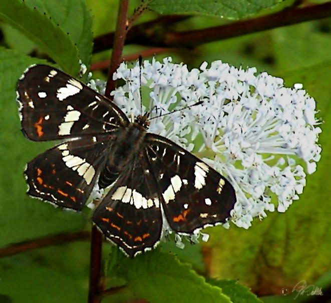 Landkärtchen (Weibchen)