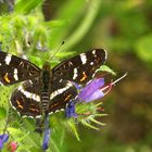 Landkärtchen(Araschnia levana) im Sommerlook.....