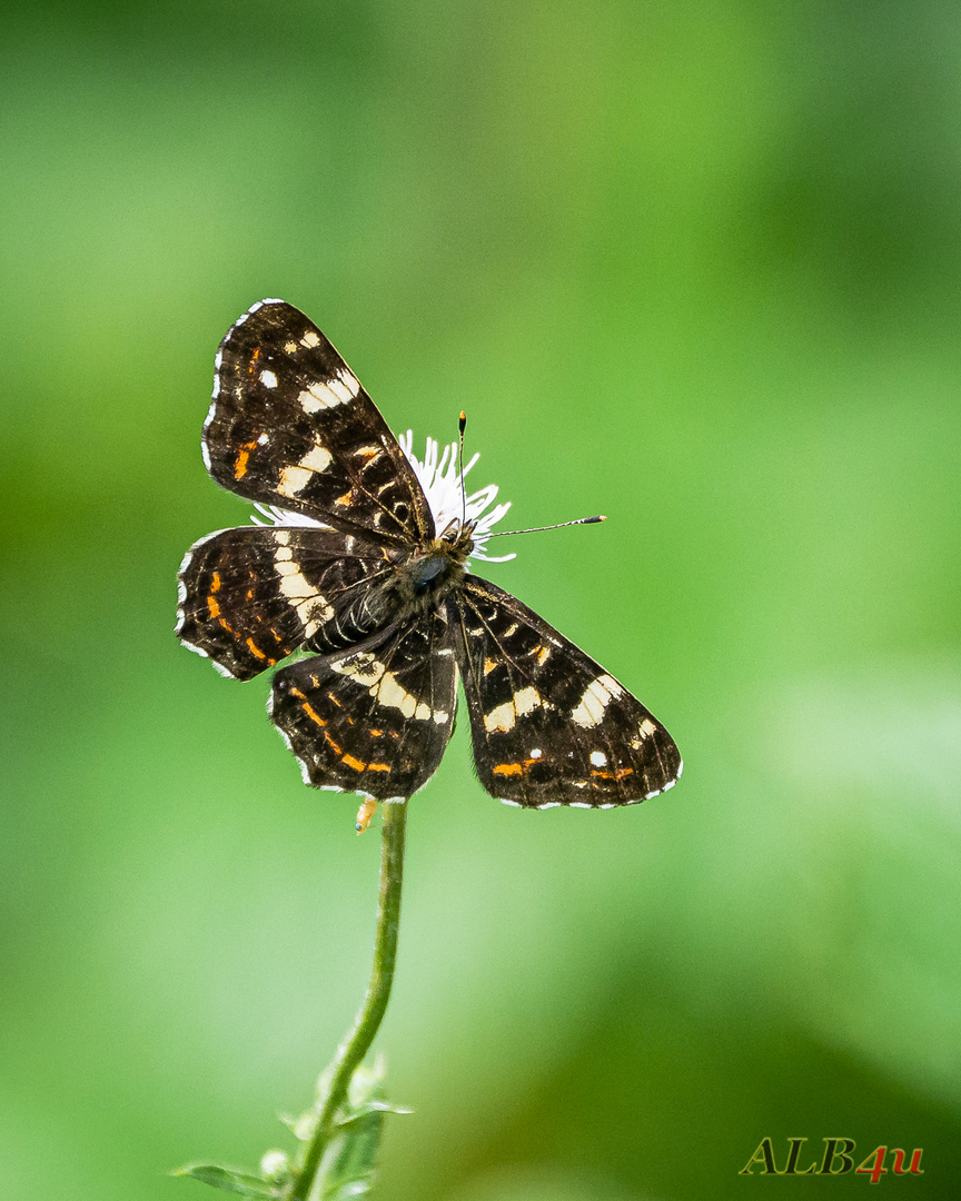 Landkärtchenfalter (Araschnia levana), 2. Generation