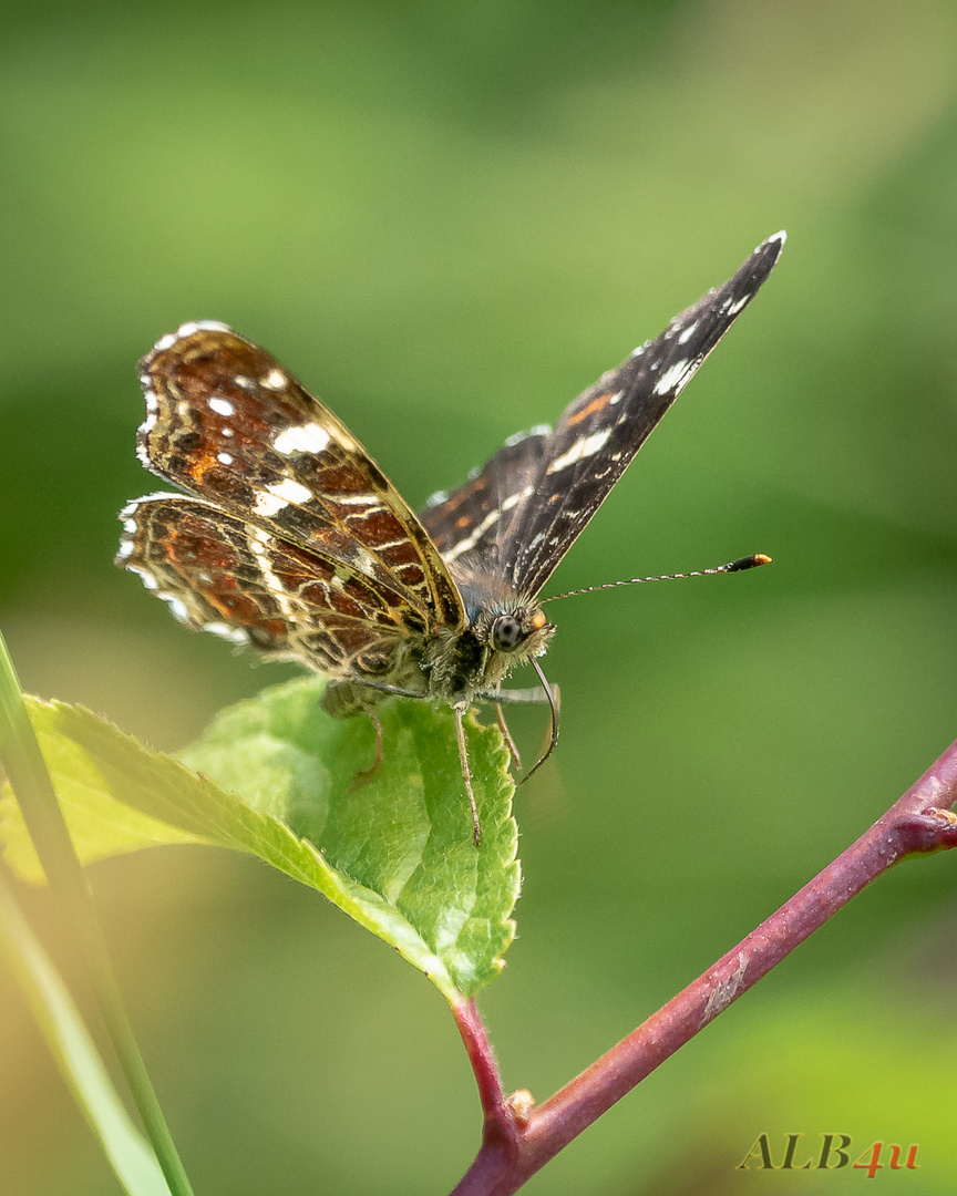 Landkärtchenfalter (Araschnia levana) 2. Generation