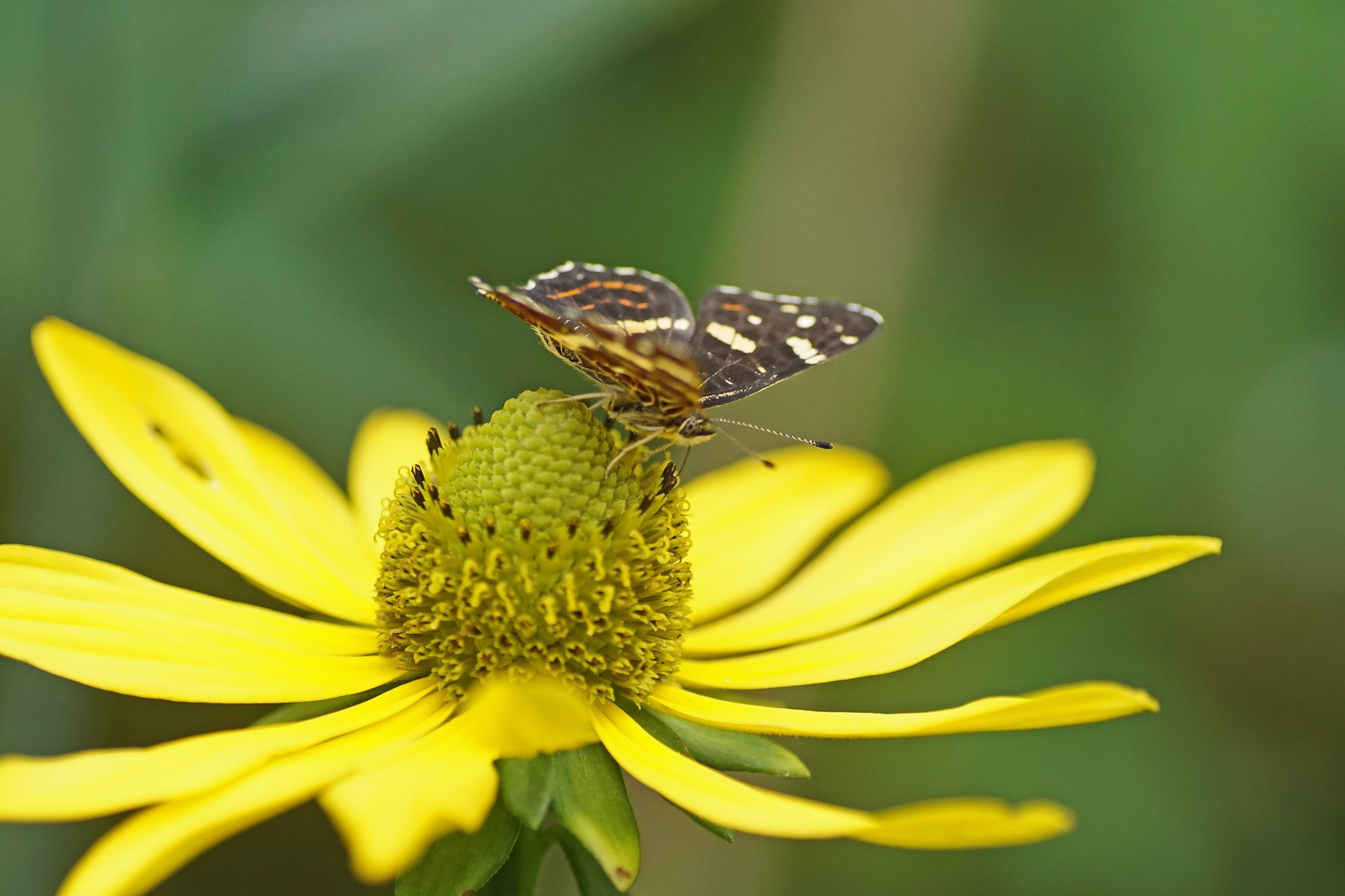 Landkärtchenfalter (Araschnia levana f.prorsa)