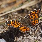 Landkärtchenfalter (Arschnia levana)