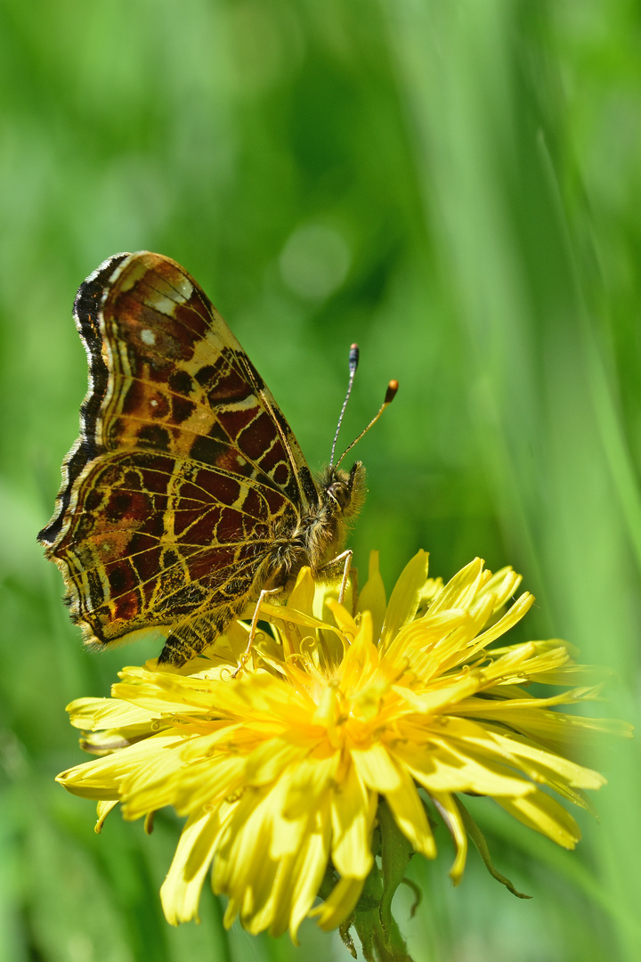 Landkärtchenfalter (Frühjahrsform; Araschnia levana f. levana)