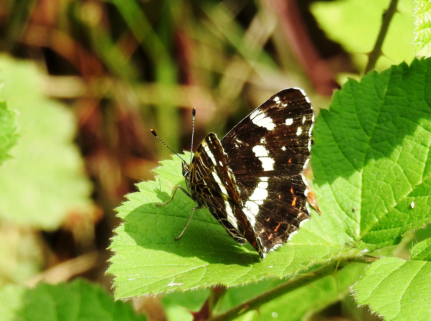 Landkärtchenfalter in der Sommerform